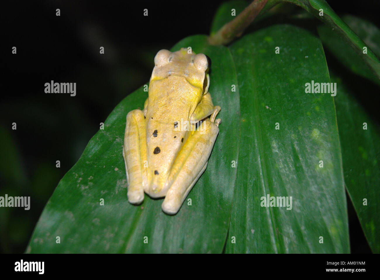 Vistosi rana foglia Agalyhnis callidryas dormire su di lasciare la foresta di pioggia Costa Rica fotografato in un Ranarium Foto Stock