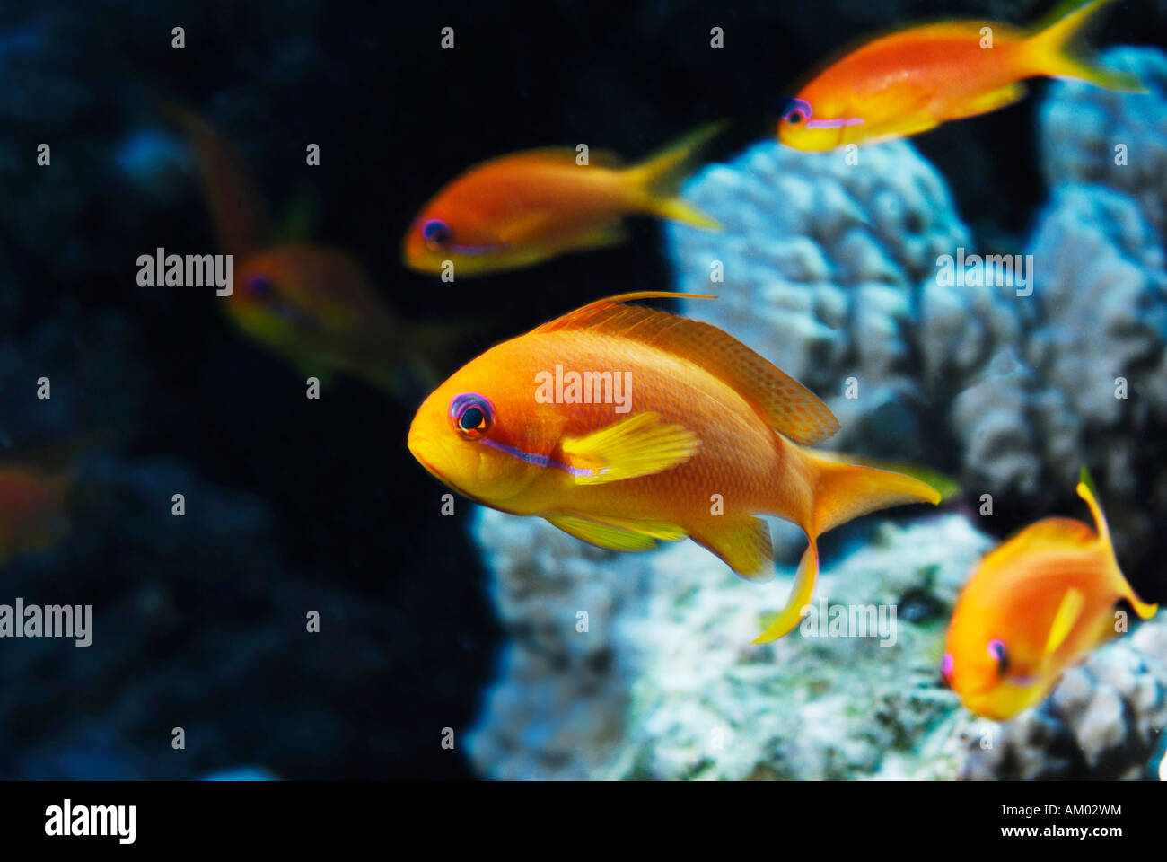 Lyretail Fairy Basslet, Pseudanthias squamipinnis, Mar Rosso in Egitto Foto Stock