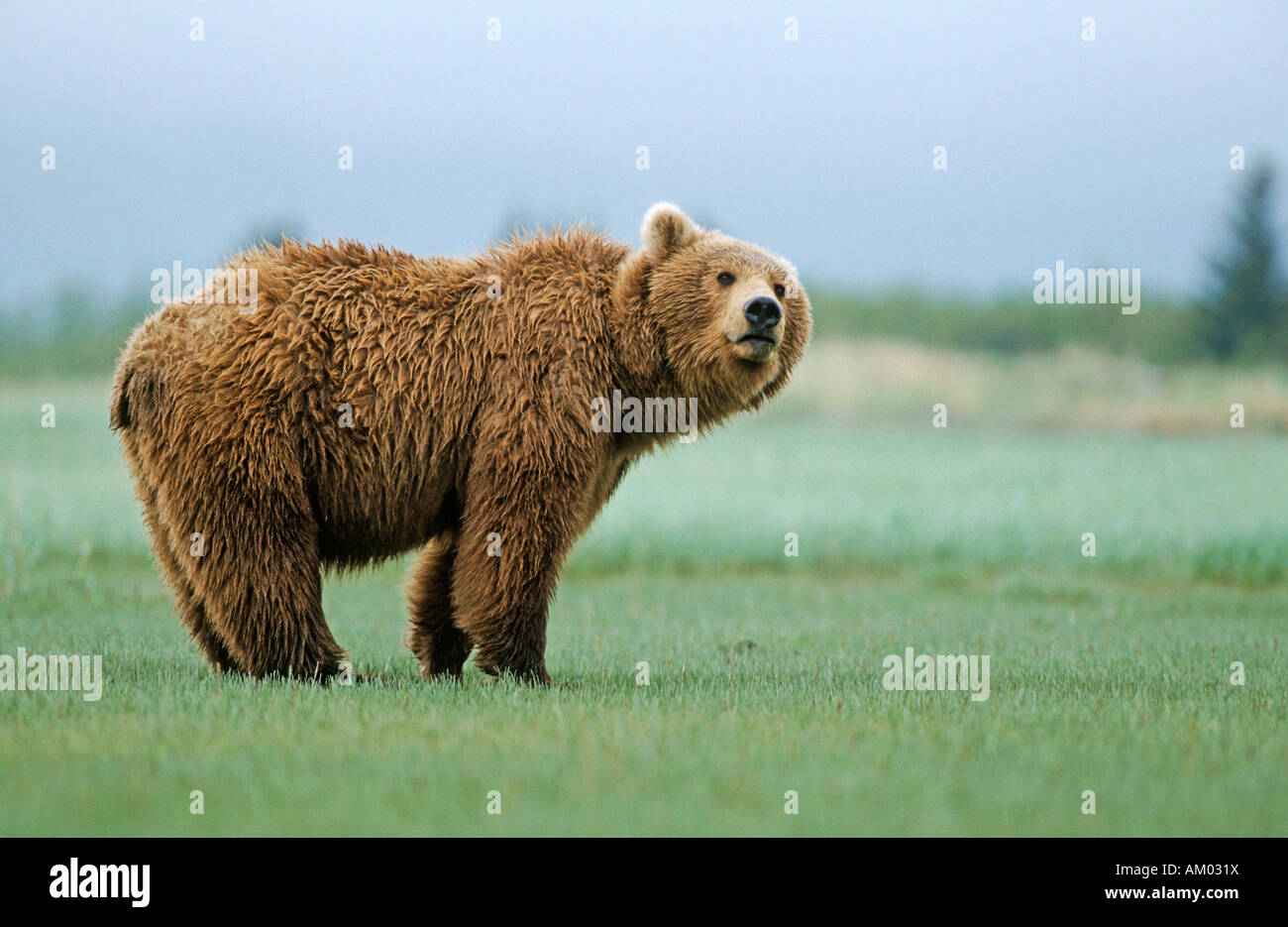 L'orso bruno (Ursus arctos), Katmai N.P., Alaska Foto Stock