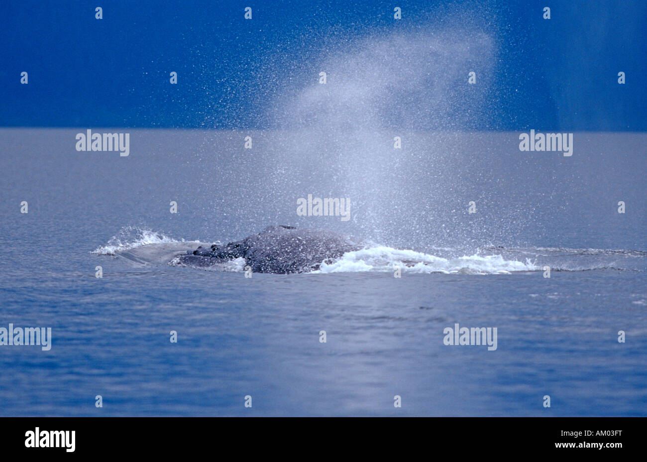 Humpback Whale (Megaptera novaeangliae), soffiando aria fuori della sua spiracles , Alaska, America Foto Stock