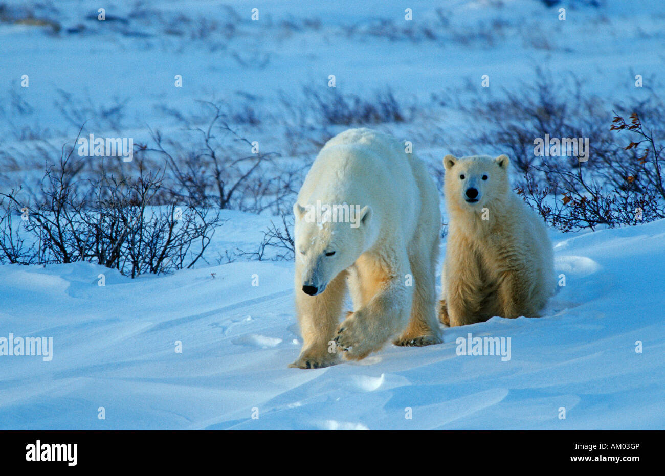 Gli orsi polari (Ursus maritimus), femmina con cucciolo nella neve, Baia di Hudson, Canada Foto Stock