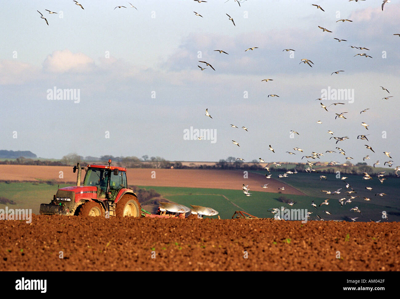 Un trattore arare un campo seguita da un gregge di gabbiani in Gran Bretagna REGNO UNITO Foto Stock