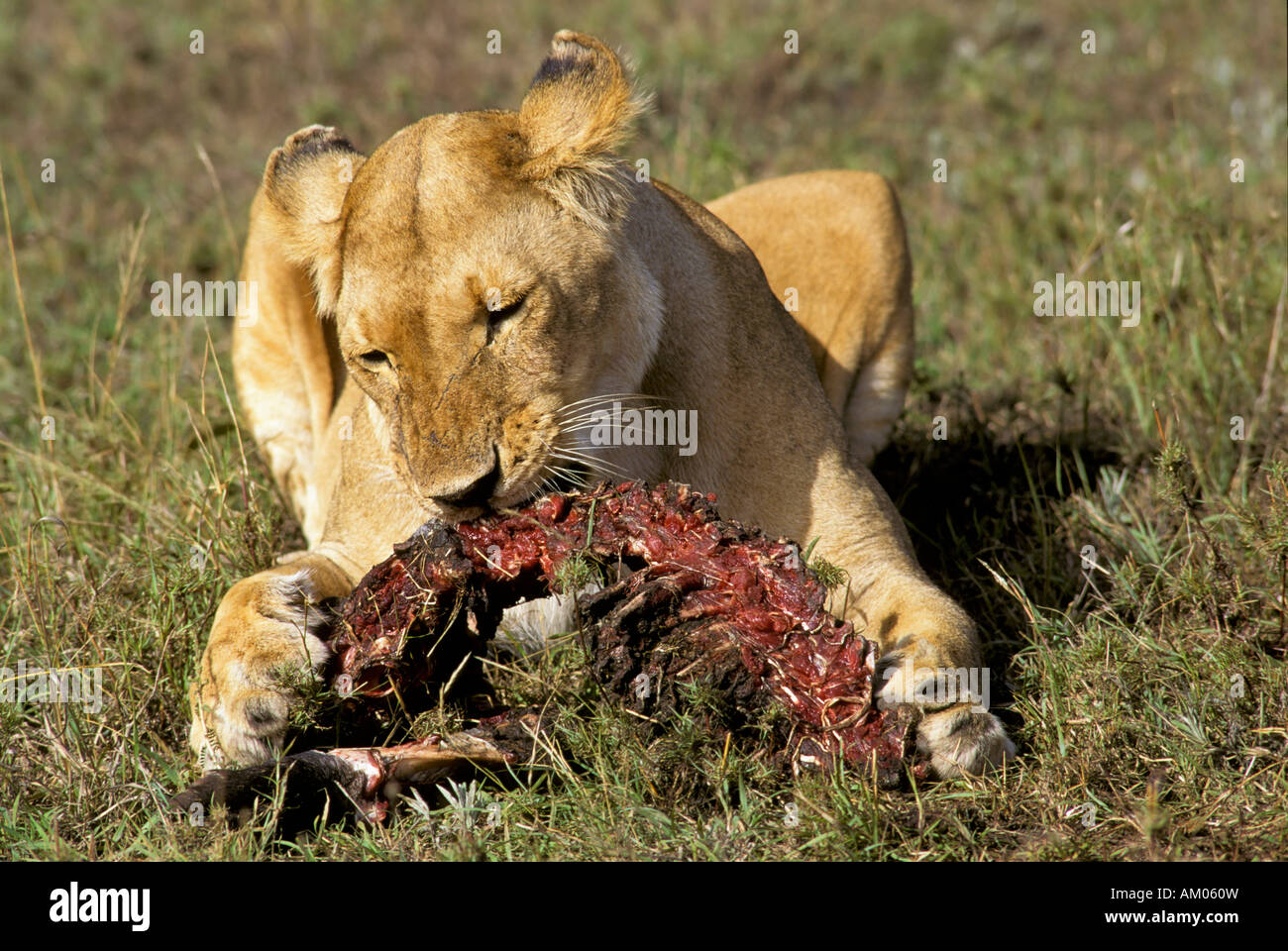 Leonessa a mangiare la sua preda (panthera Leo), il Masai Mara riserva nazionale, Kenya Foto Stock