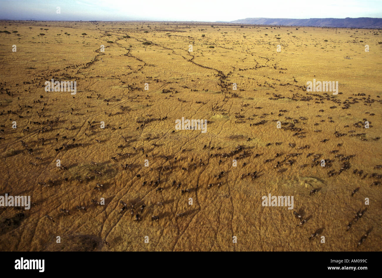 Vista aerea della migrazione di GNU Foto Stock