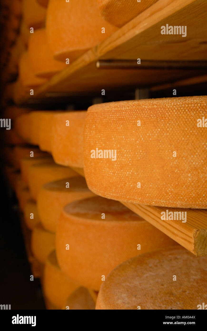 Bergkaese (formaggio) memorizzati su legno bords per la maturazione Foto Stock