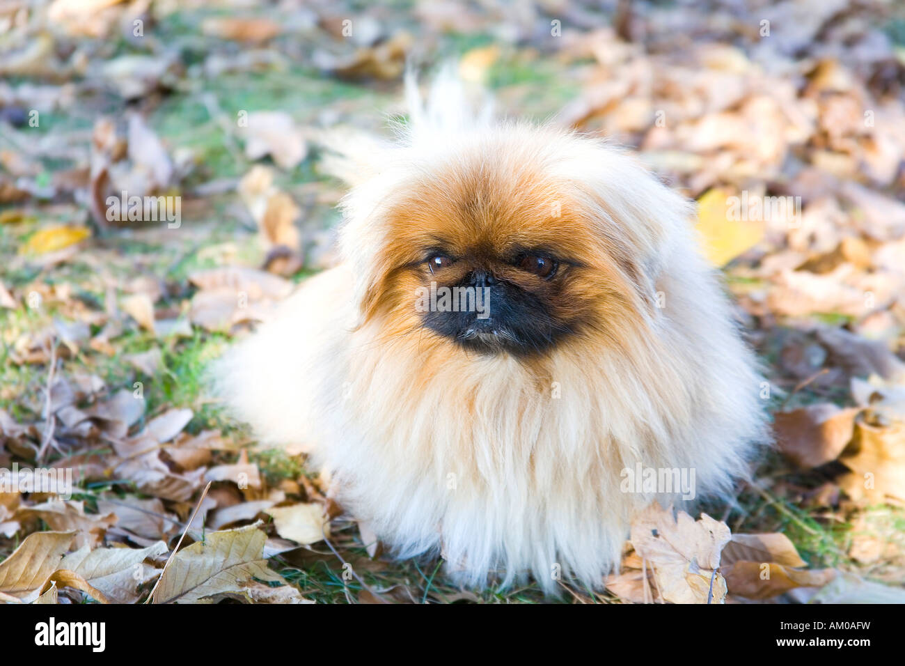 Pekingese Dog nelle foglie Foto Stock