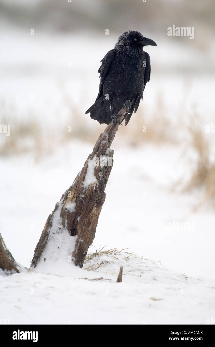Raven comune con piumaggio smerigliato Foto Stock