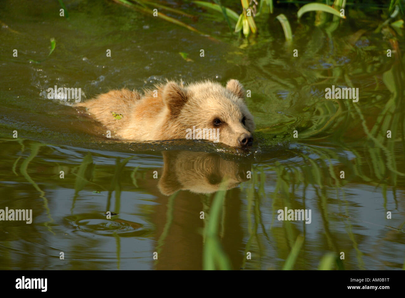 L'orso bruno (Ursus arctos arctos), PUP, nuoto Foto Stock