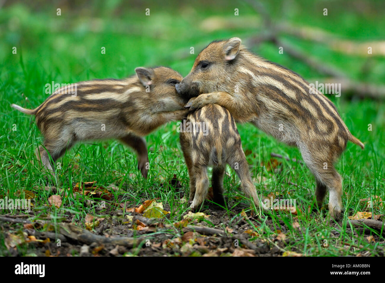 Shoats, il cinghiale (Sus scrofa), riproduzione Foto Stock