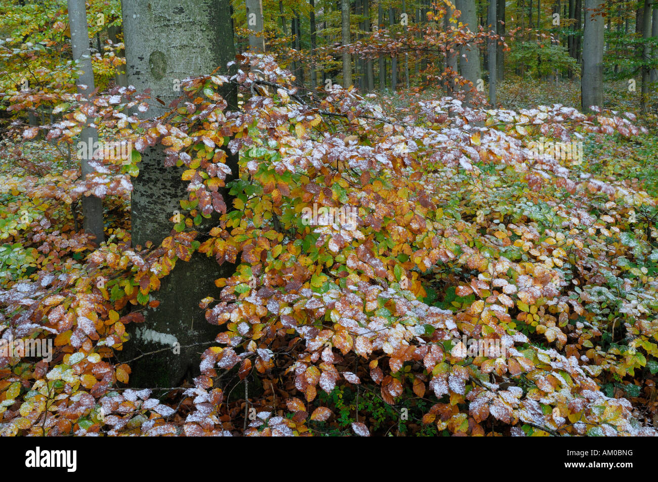 Comune di faggio (Fagus sylvatica) Fogliame di autunno con la prima neve Foto Stock