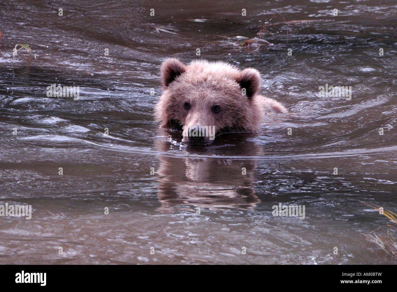 Orso grizzly (Ursus arctos horribilis), giovane nuota, Alaska, Stati Uniti d'America, America del Nord Foto Stock
