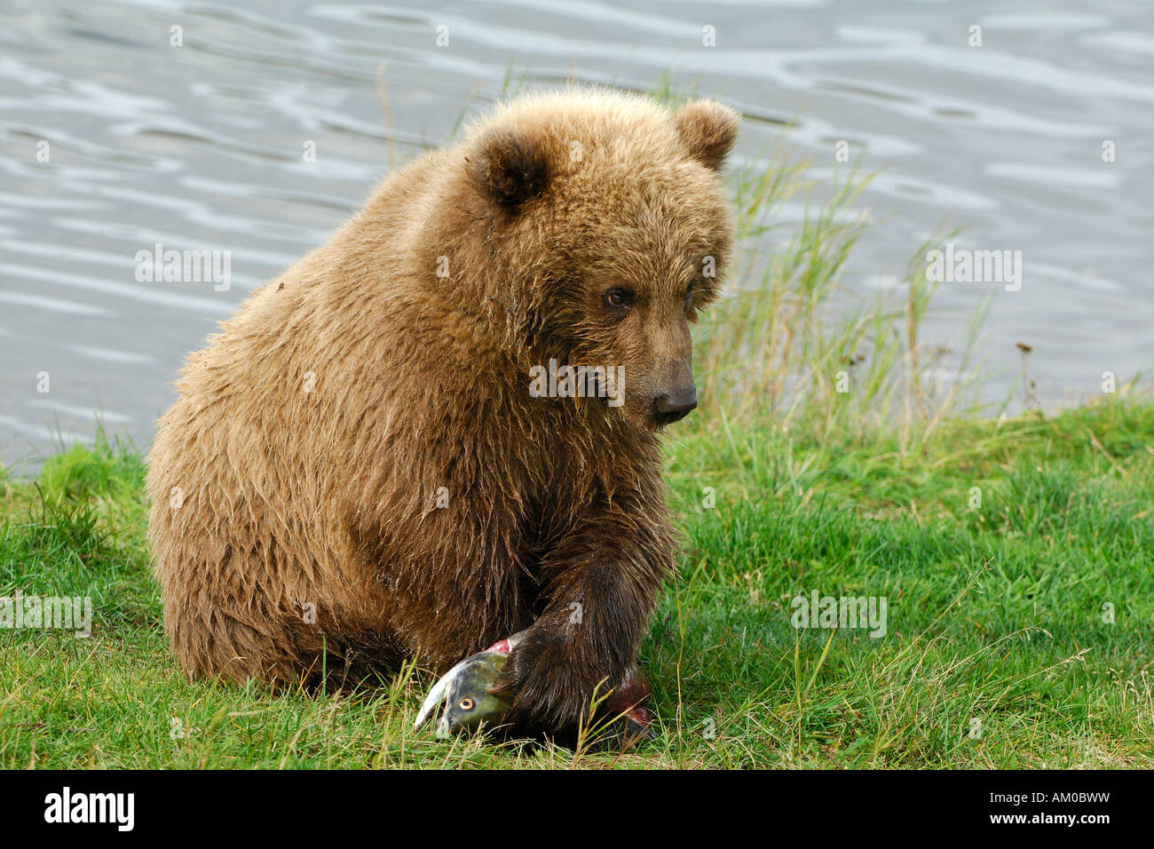 Orso grizzly (Ursus arctos horribilis), giovani con la preda, Alaska, Stati Uniti d'America, America del Nord Foto Stock