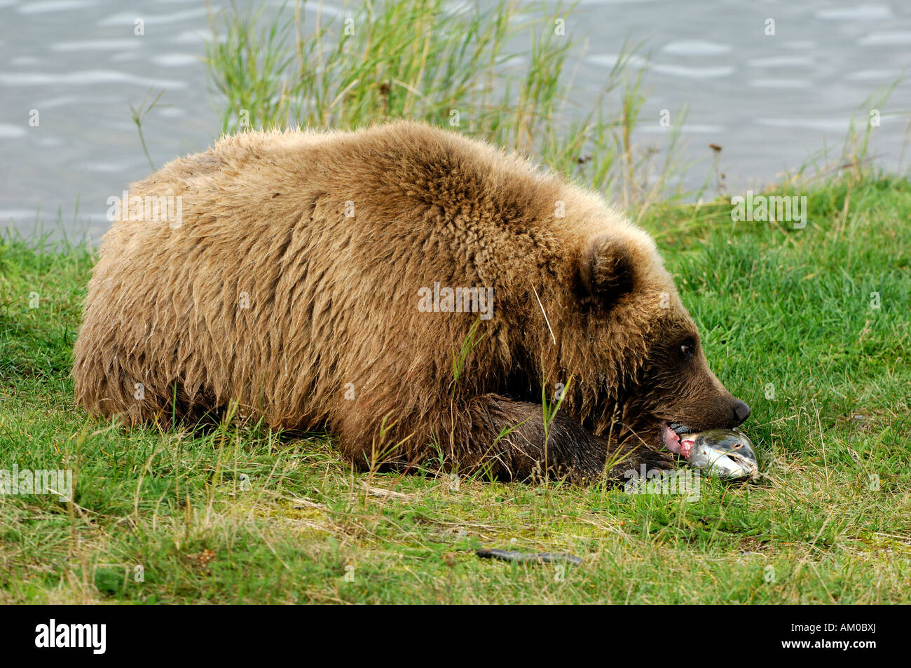 Orso grizzly (Ursus arctos horribilis), giovani con la preda, Alaska, Stati Uniti d'America, America del Nord Foto Stock