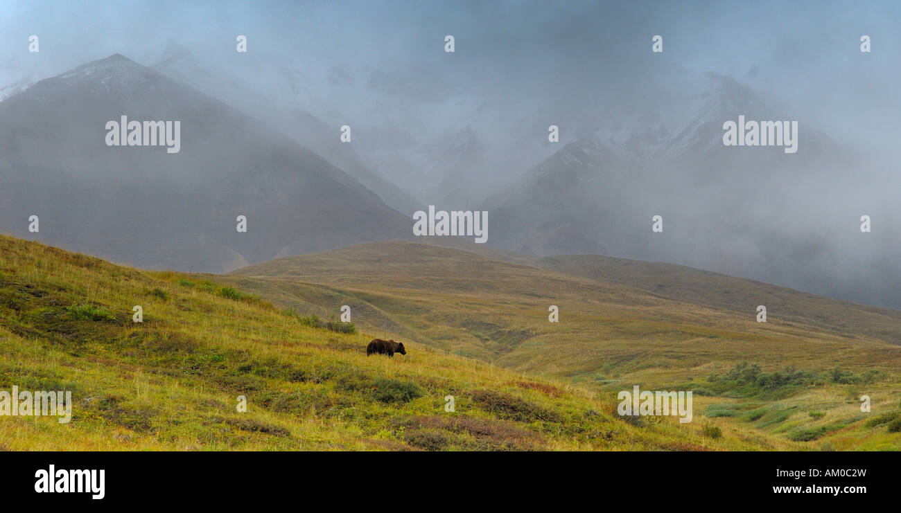 Orso grizzly (Ursus arctos horribilis) nella tundra alpina, Parco Nazionale di Denali, Alaska, Stati Uniti d'America, America del Nord Foto Stock