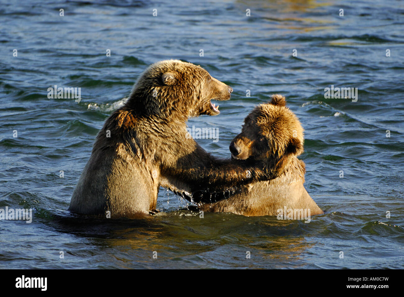 Alaska l'orso bruno (Ursus arctos), due cuccioli in un gioco di lotta, Katmai National Park, Alaska, STATI UNITI D'AMERICA Foto Stock