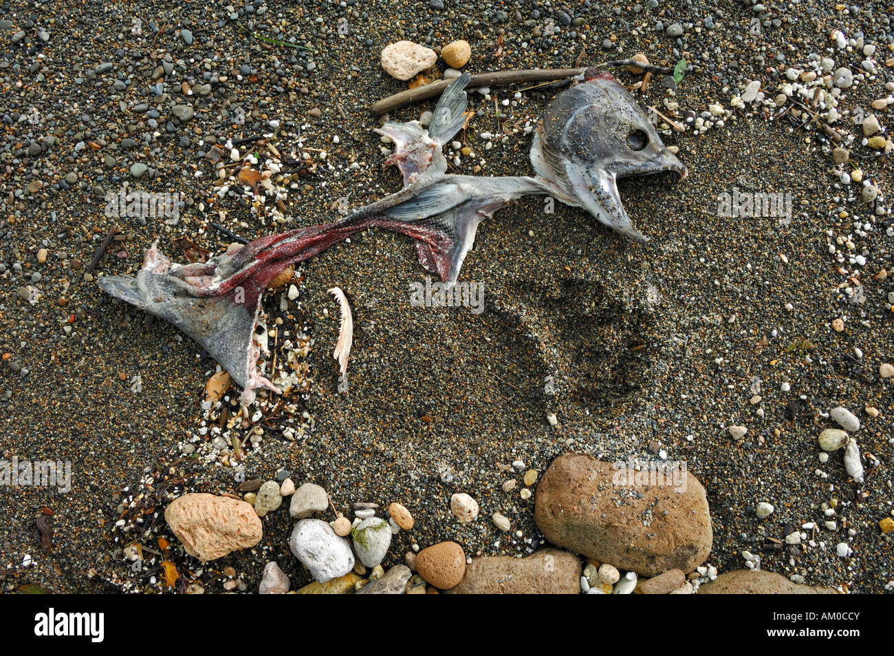 Tenere traccia in spiaggia con salmone, Katmai National Park, Alaska, STATI UNITI D'AMERICA Foto Stock