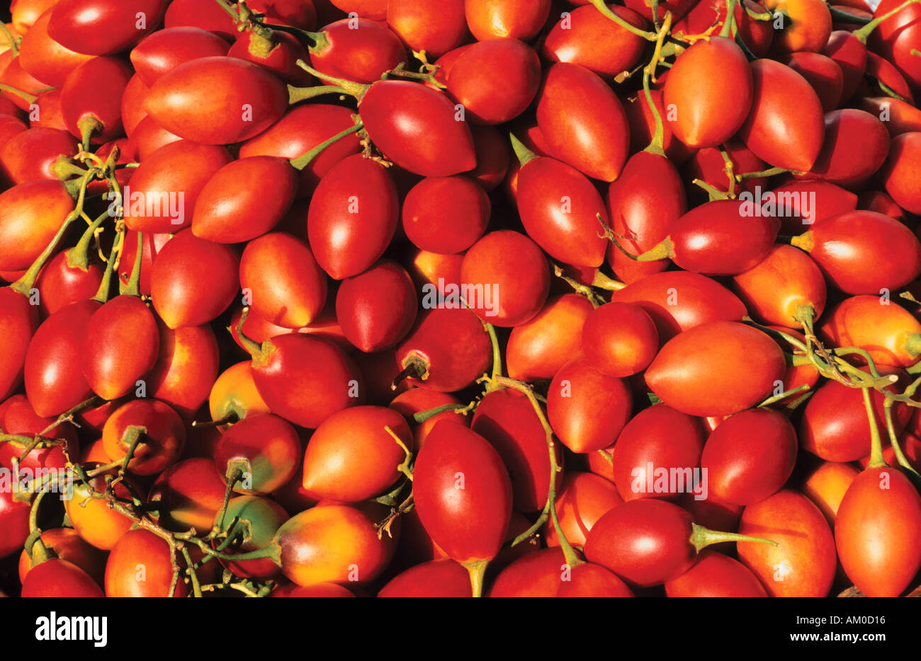 Pomodori in inglese, l'isola di Madeira, Portogallo Foto Stock