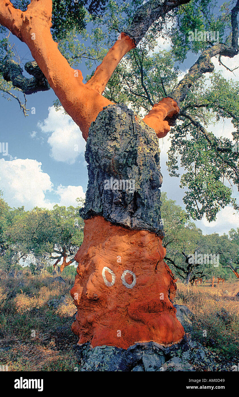 Cork Oak tree Alentejo Portogallo Foto Stock