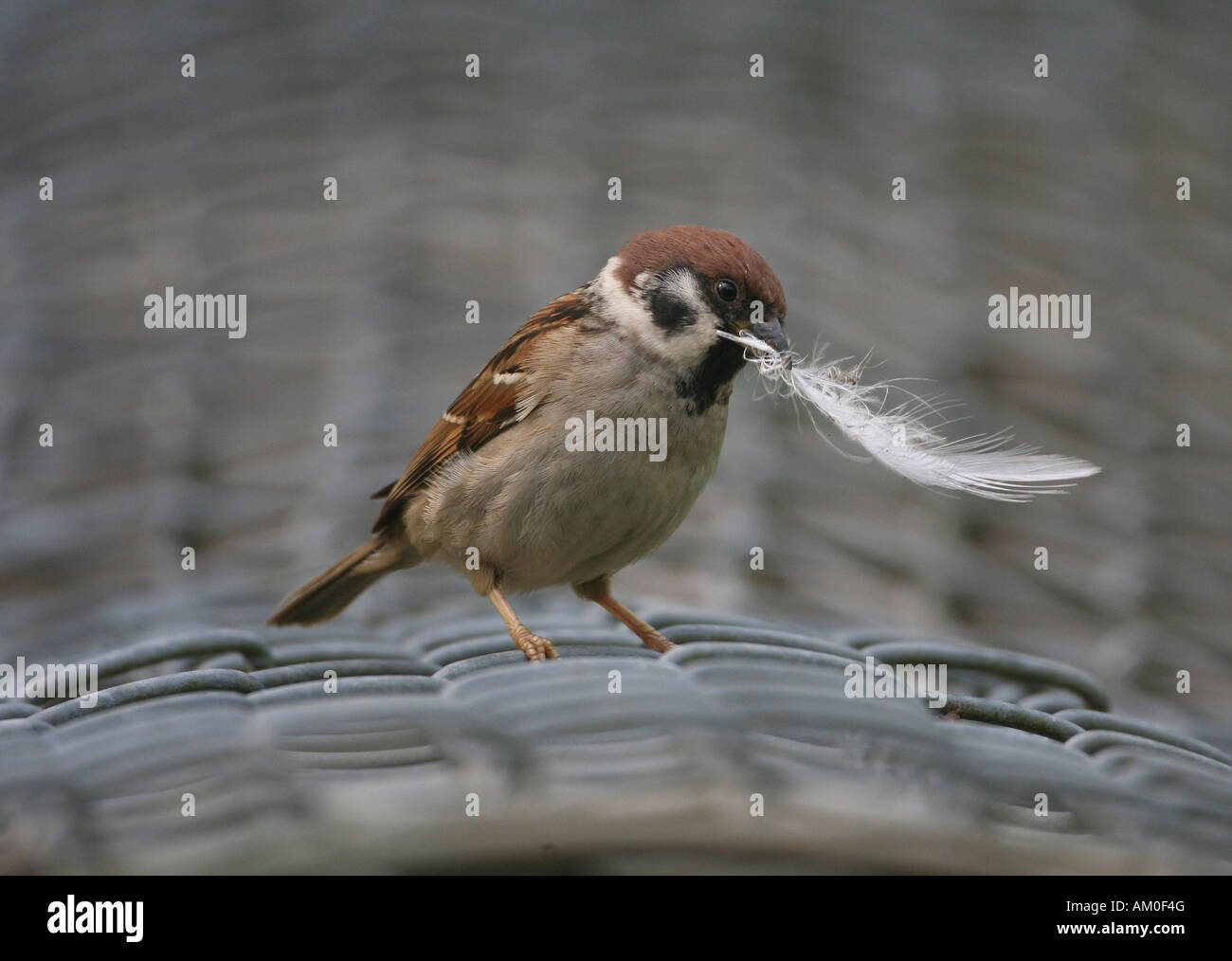 Tree Sparrow (Passer montanus) Foto Stock