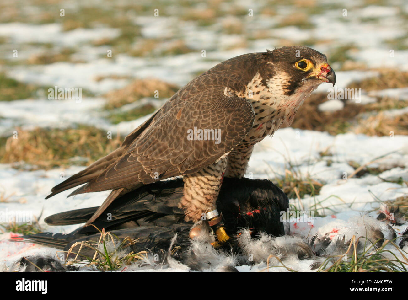 Falco pellegrino, Falco peregrinus, feed su un corvo catturato Foto Stock