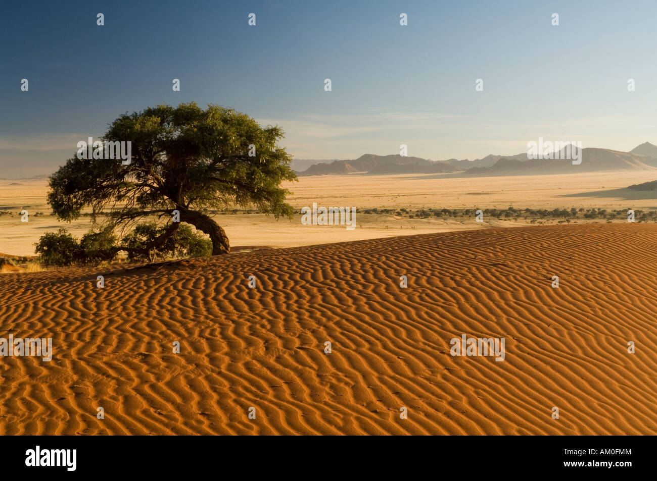 Paesaggio di dune nel deserto del Namib, Desert Lodge, sunrise, Namibia, Africa Foto Stock