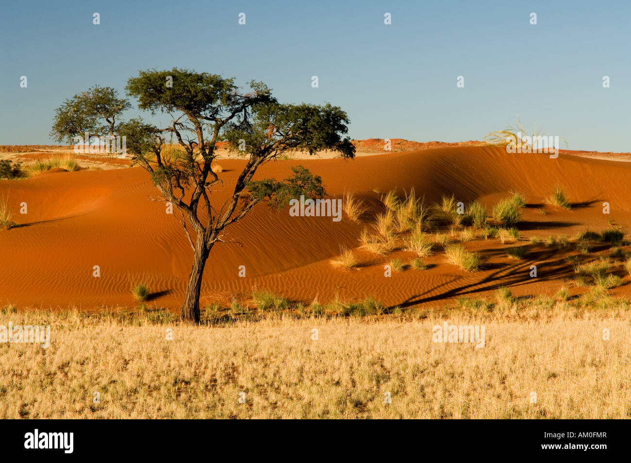 Paesaggio di dune nel deserto del Namib, Desert Lodge, sunrise, Namibia, Africa Foto Stock