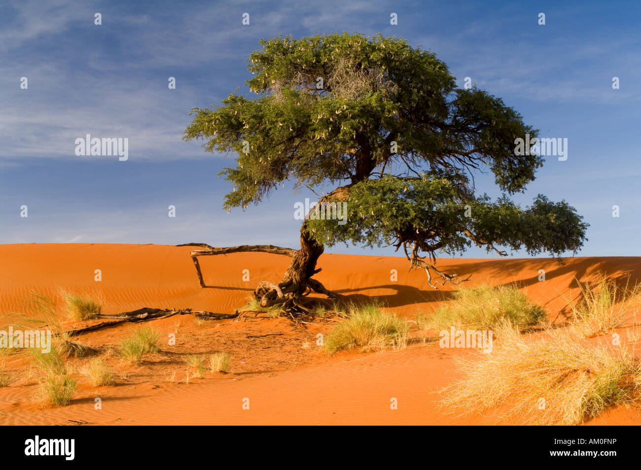 Paesaggio di dune nel deserto del Namib, Desert Lodge, sunrise, Namibia, Africa Foto Stock