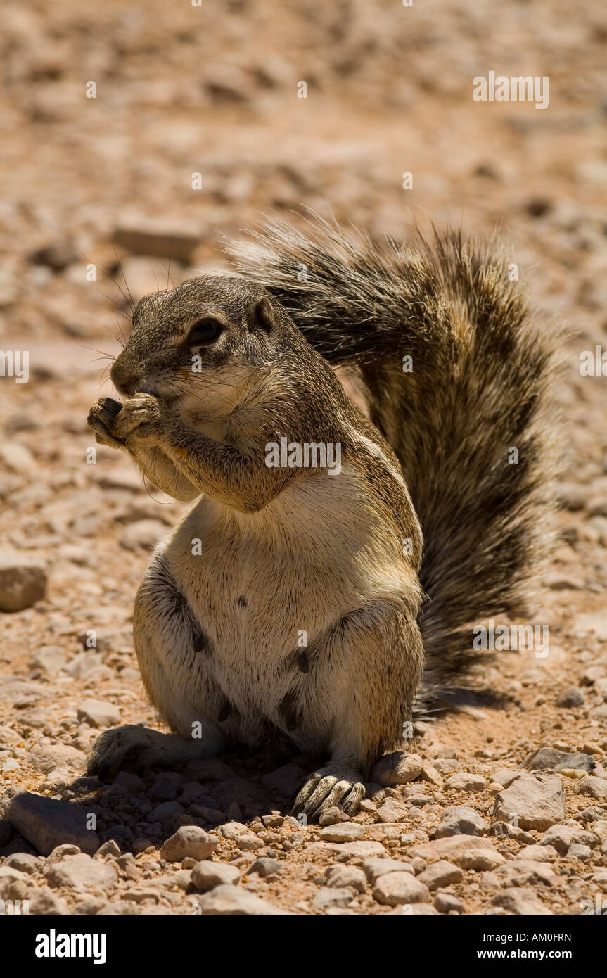 Barberia Scoiattolo di terra, con dado, Namibia, Africa Foto Stock