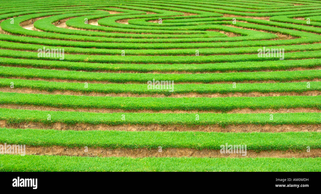 Bel prato verde tagliato in un giardino labirinto Foto Stock