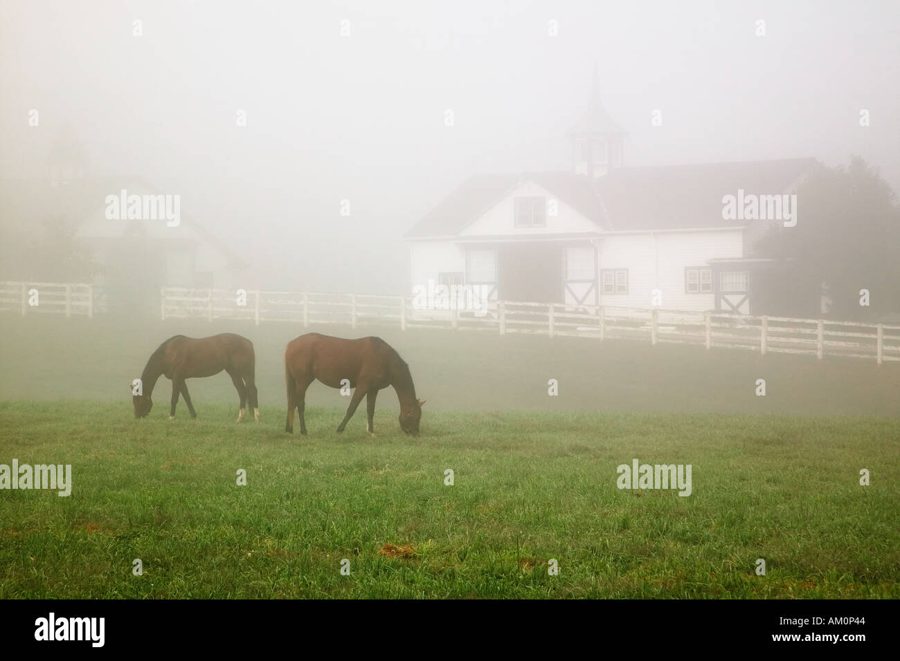 Manchester Horse farm su mattinata nebbiosa Lexington Kentucky Foto Stock