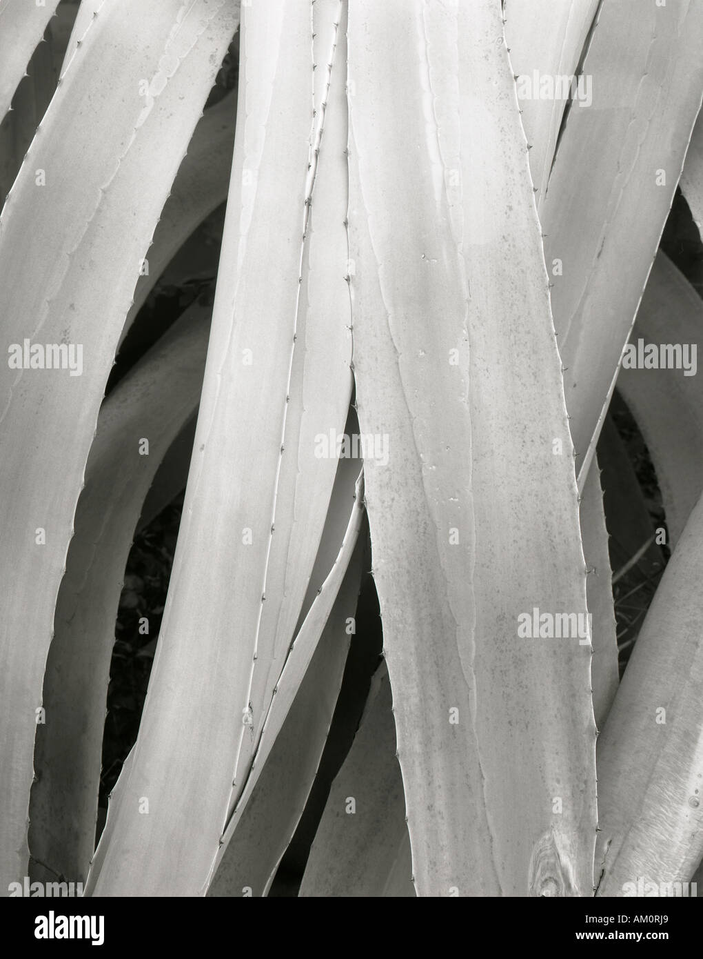 Le foglie di una pianta di cactus Foto Stock