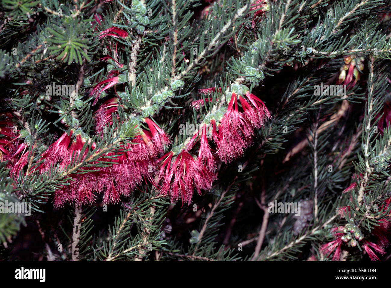 Netbush comune/ Net Bush - Calothamnus quadrifidus-famiglia Myrtaceae Foto Stock