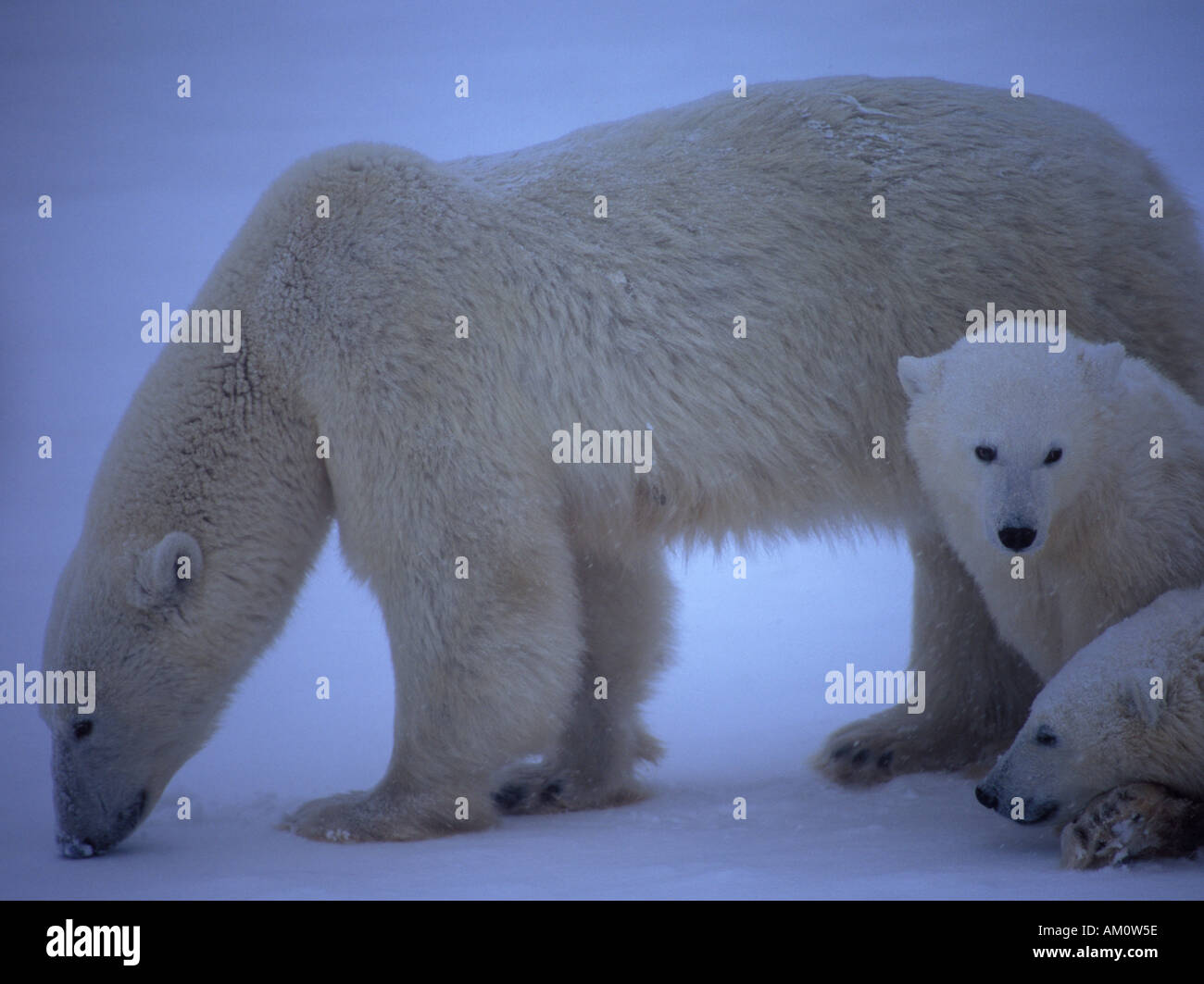 Femmina Orso Polare Ursus Maritimus con 8 mese vecchi Cubs Wapusk National Park Churchill Manitoba Canada Foto Stock