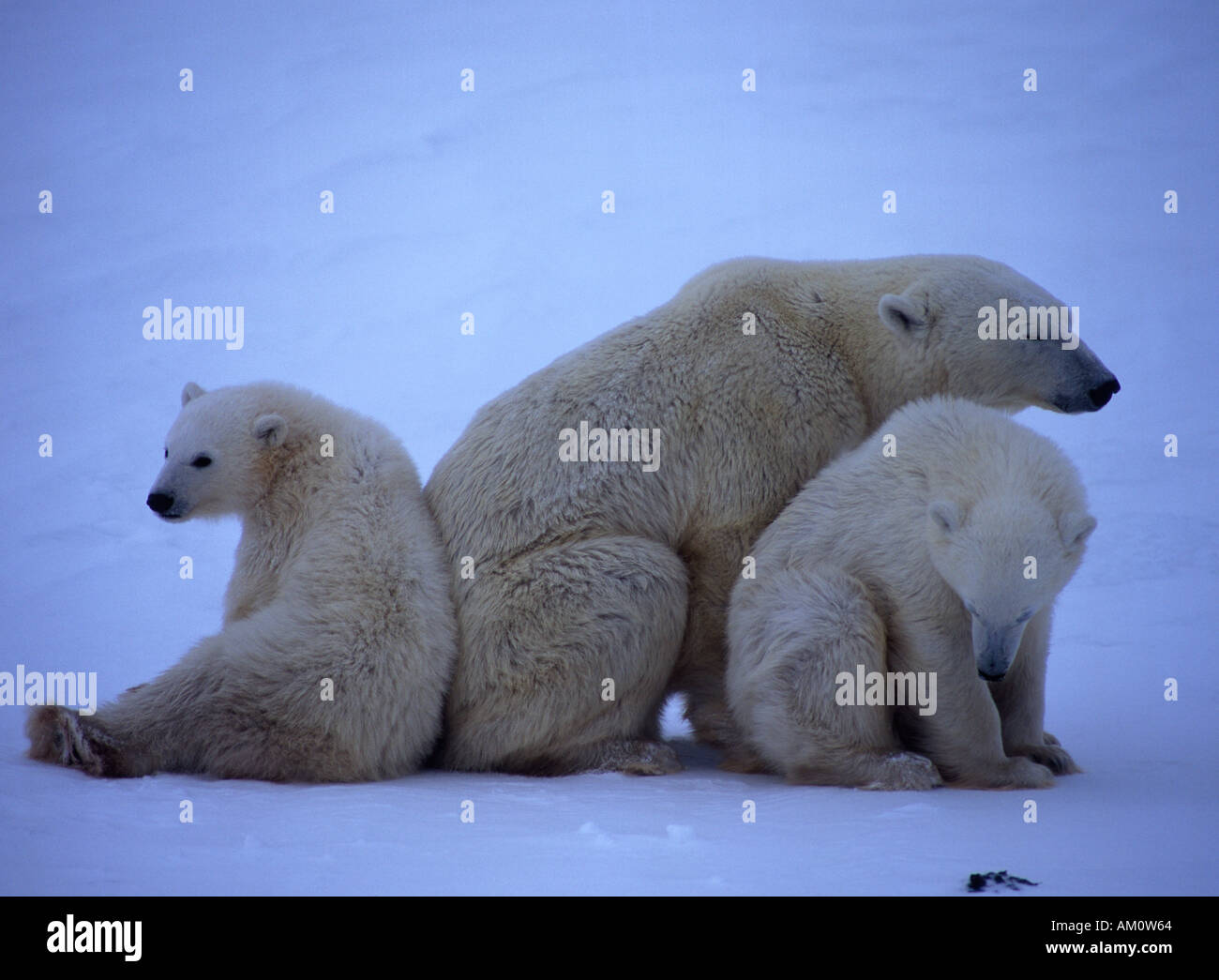 Femal Orso Polare Ursus Maritimus con 8 mese vecchi Cubs Wapusk National Park Churchill Manitoba Canada Foto Stock