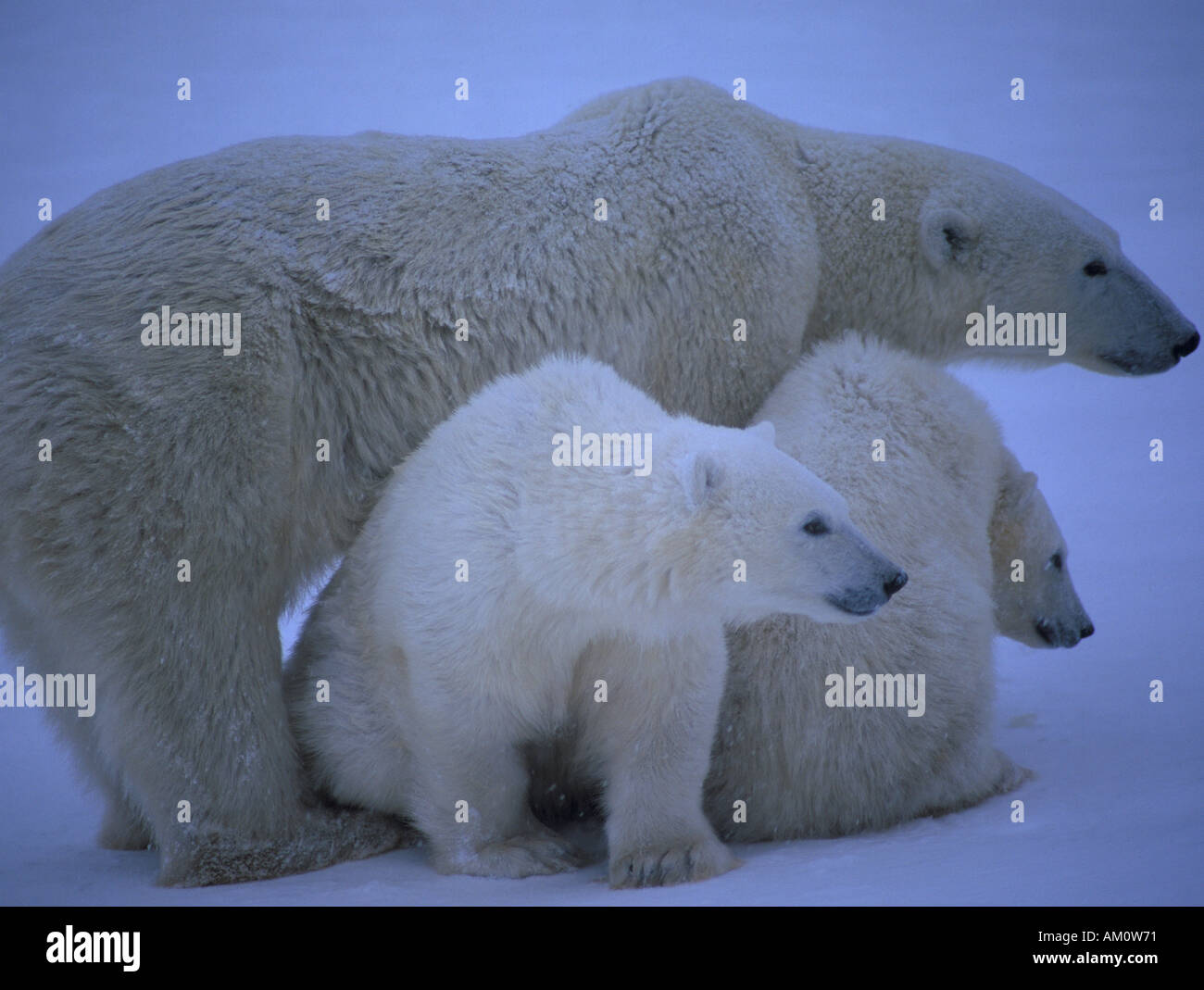 Femmina Orso Polare Ursus Maritimus con 8 mese vecchi Cubs Wapusk National Park Churchill Manitoba Canada Foto Stock