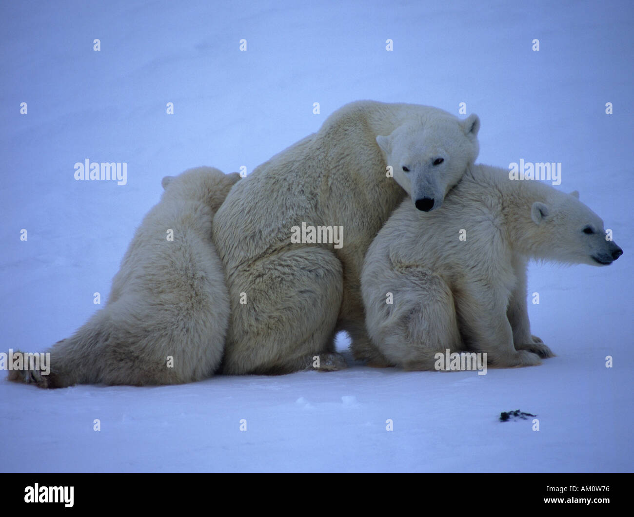 Femmina Orso Polare Ursus Maritimus con 8 mese vecchi Cubs Wapusk National Park Churchill Manitoba Canada Foto Stock