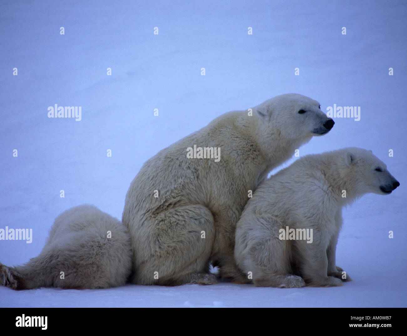 Femmina orso polare (Ursus maritimus) con due cuccioli Foto Stock