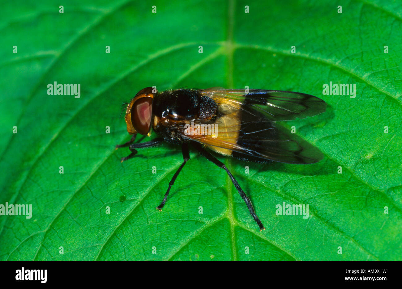 Passare il puntatore del mouse-fly (Volucella pellucens) Foto Stock