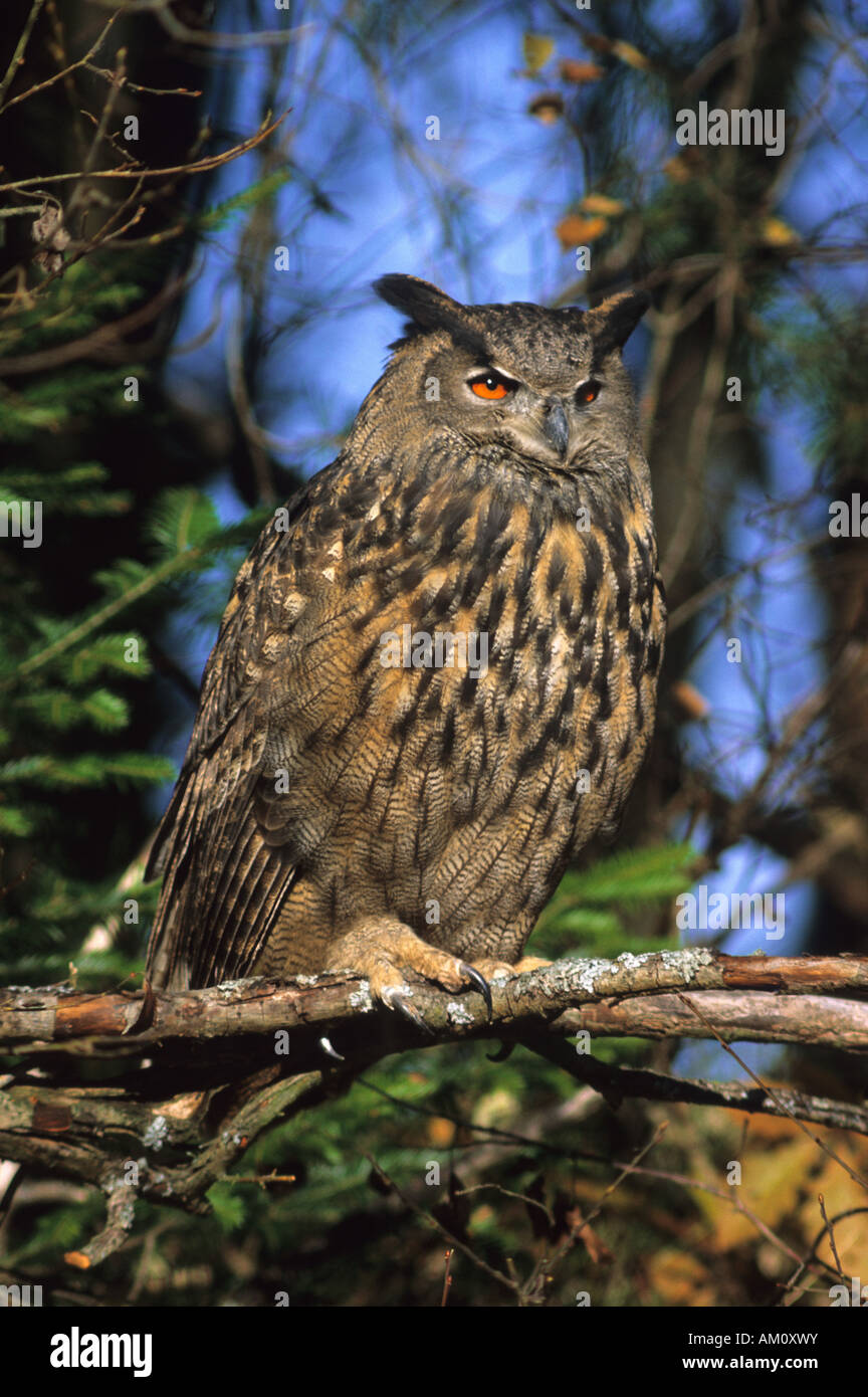 Gufo reale (Bubo bubo) Foto Stock