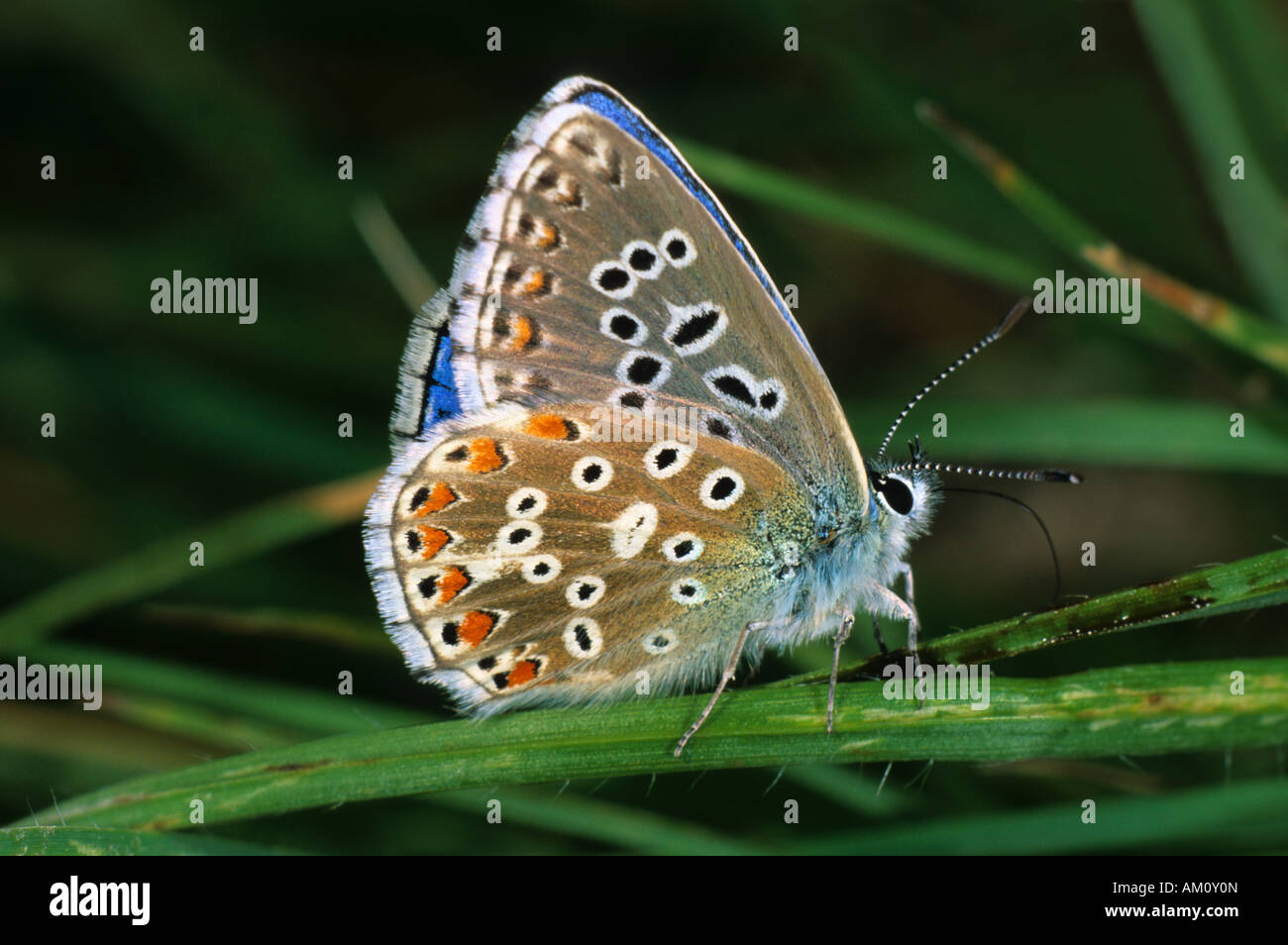 Adonis blu (Lysandra bellargus) Foto Stock