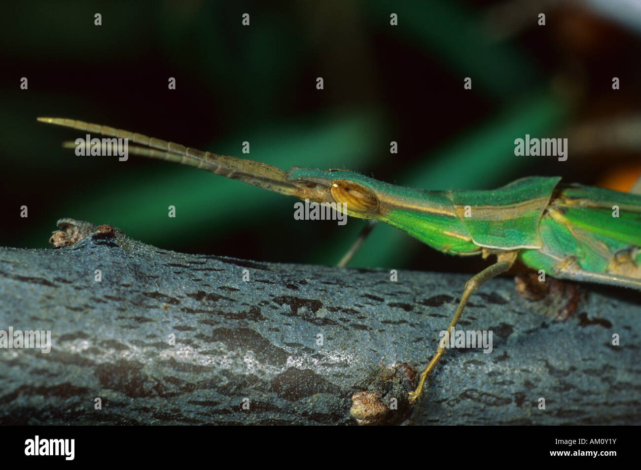 Inclinazione del Mediterraneo di fronte-Grasshopper (Acrida ungarica) Foto Stock