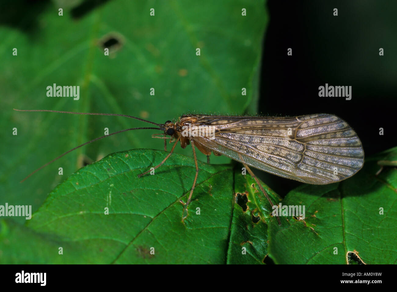 Caddie fly (Halesus tesselatus) Foto Stock