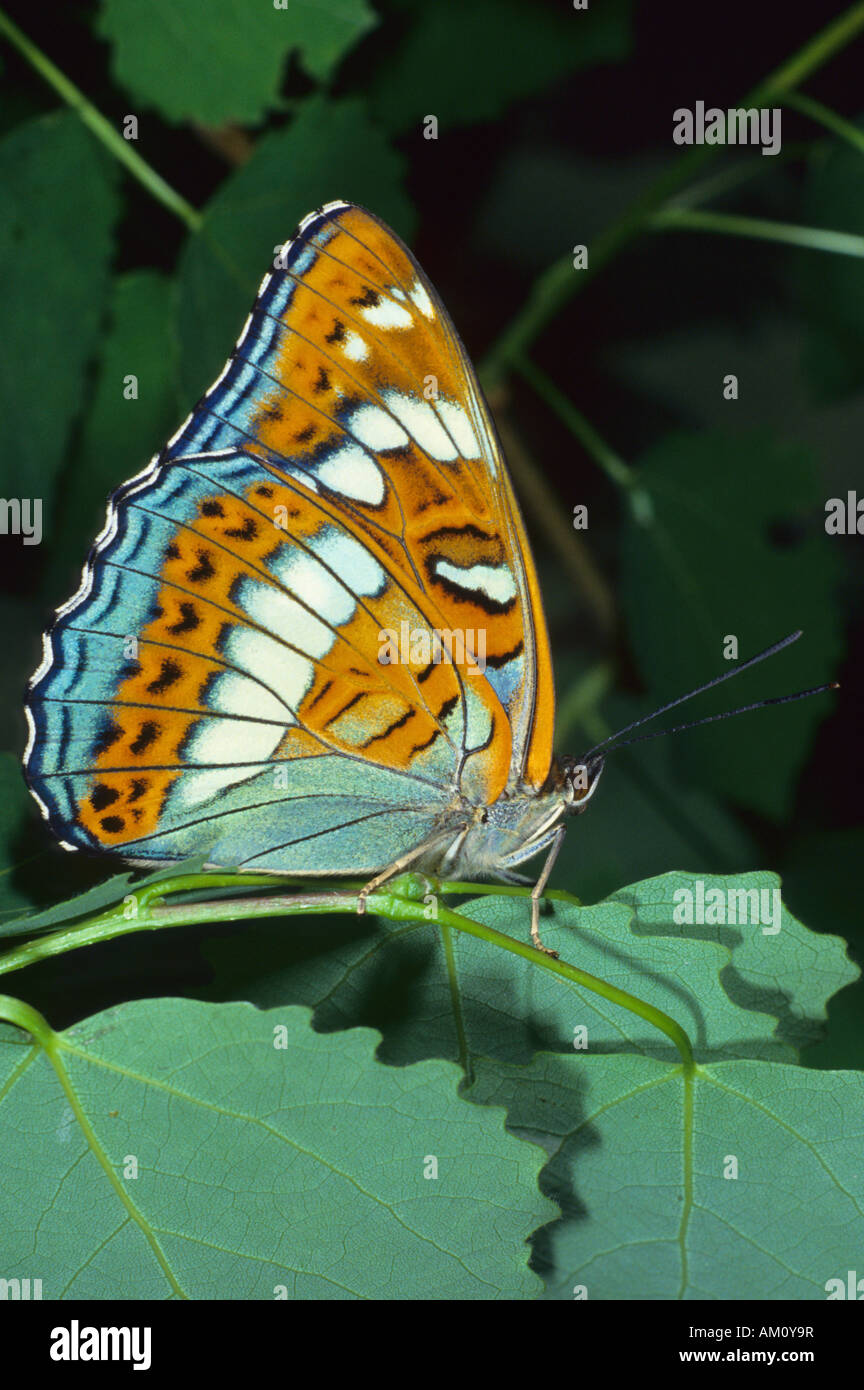 Ammiraglio bianco (farfalla) (Limenitis camilla) esterno delle ali Foto Stock