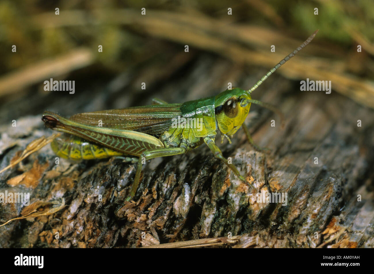 Prato Grasshopper, Chorthippus parallelus, maschio Foto Stock
