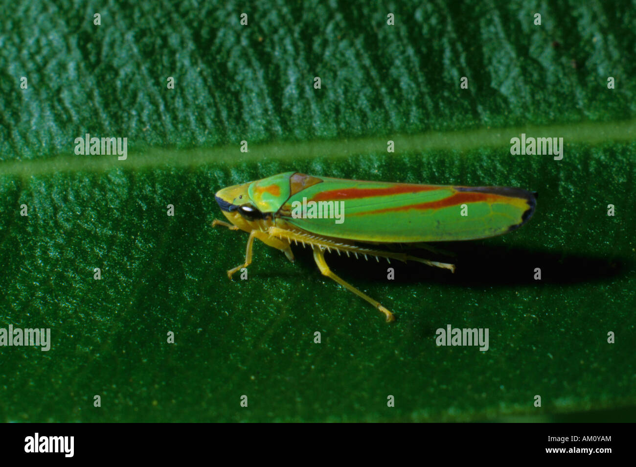 Cicala, Graphocephala fennahi su una foglia di oleandro Foto Stock