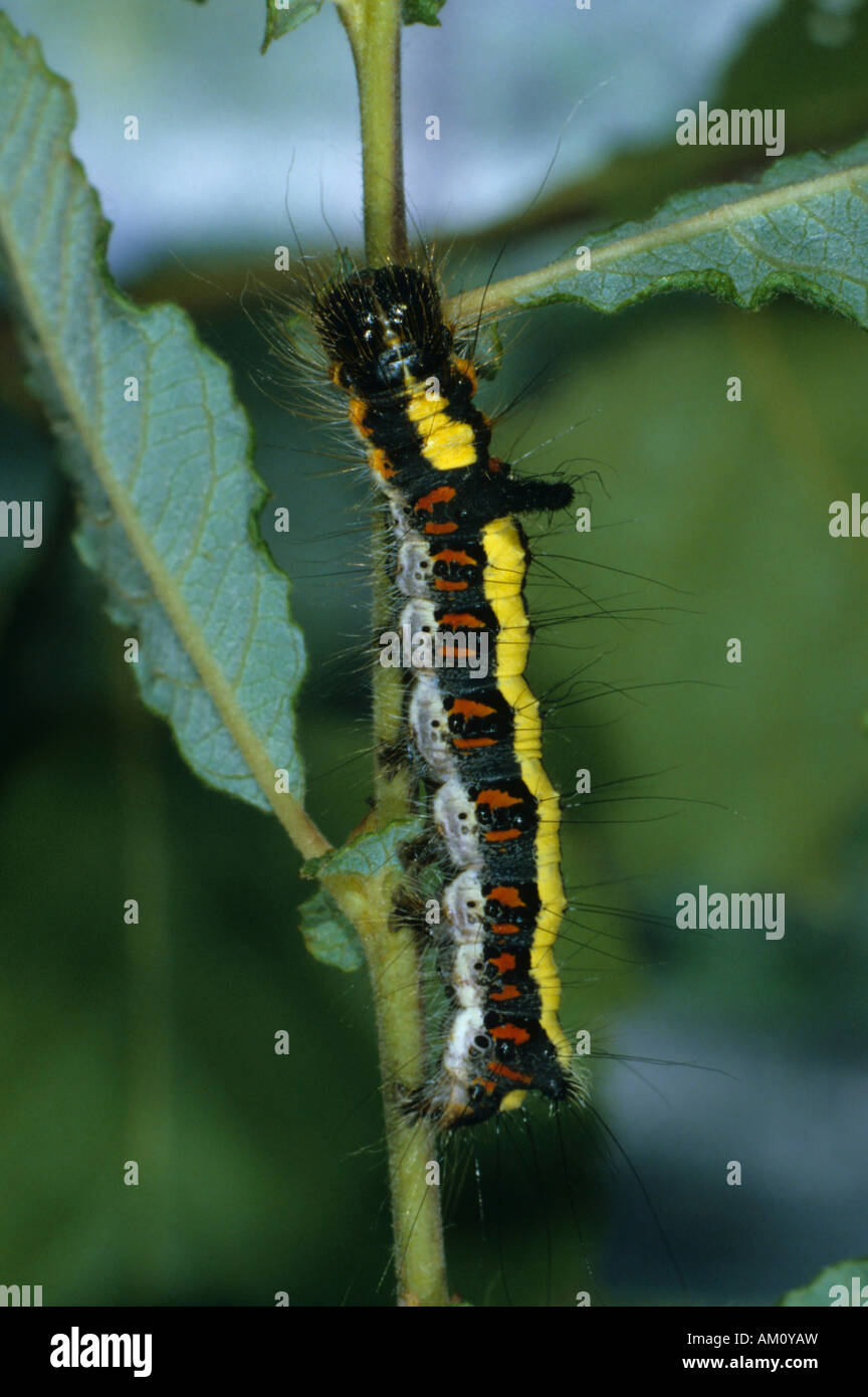 Caterpillar Apatele (psi), mangiare Foto Stock