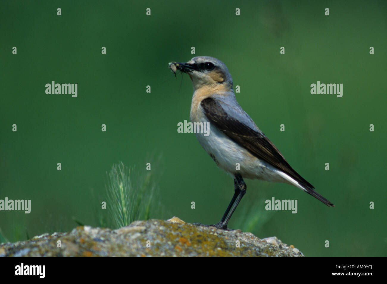 Culbianco (Oenanthe oenanthe), femmina con il cibo per il suo pulcino Foto Stock