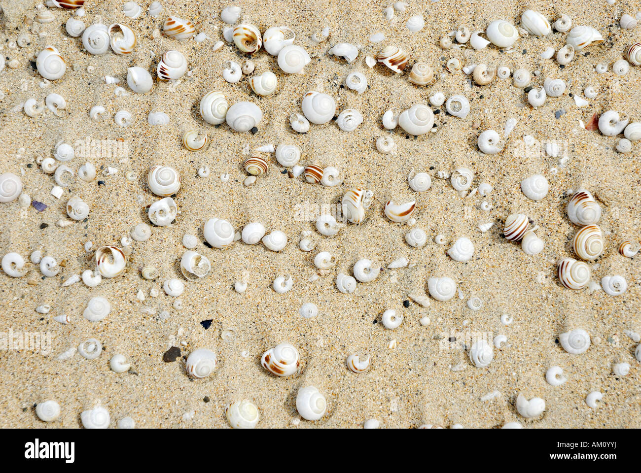 Vuoto della lumaca gusci accumulato su una duna di sabbia in modo permanente da soffiare venti Foto Stock