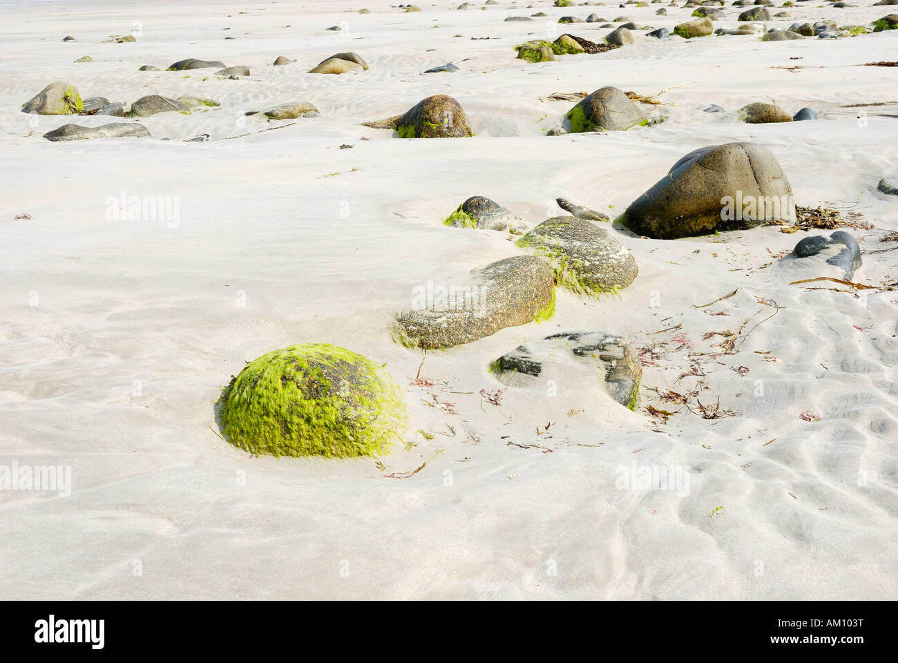 Fondali marini a bassa marea rivelando bolders ricoperti di alghe verdi e strutturate forme in sabbia Foto Stock