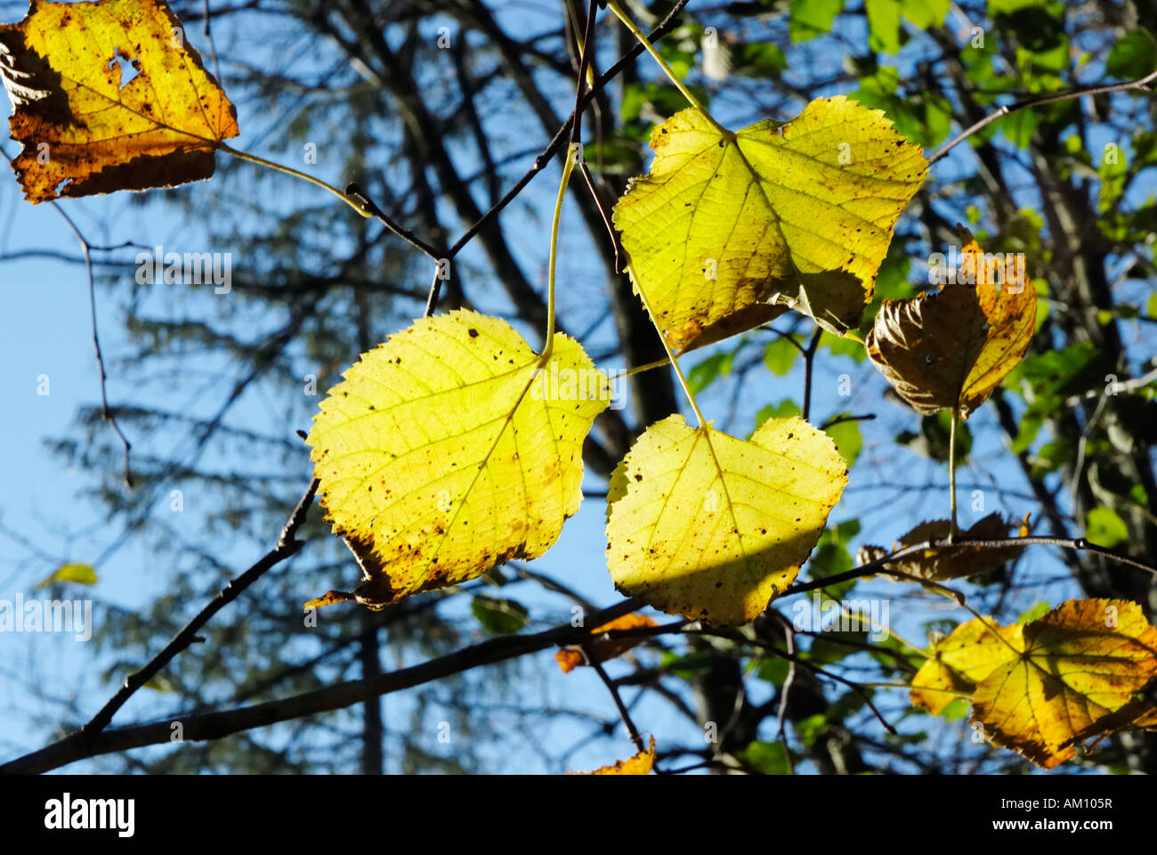 Foto di retroilluminazione di autunnale di foglie di nocciola Corylus colurna Foto Stock